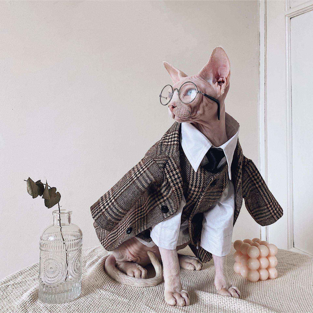 Vestito Elegante per Gatti Sphynx | Completo Giacca e Cravatta | Dogmoda