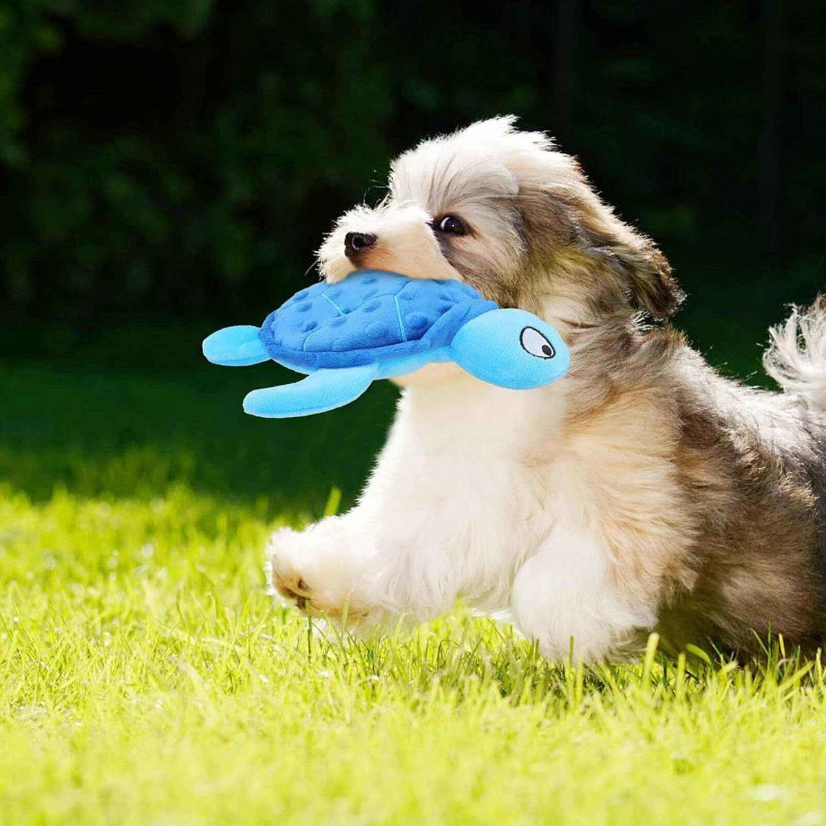 Fluffy puppy playing outside on green grass holding a blue turtle plush toy in its mouth
