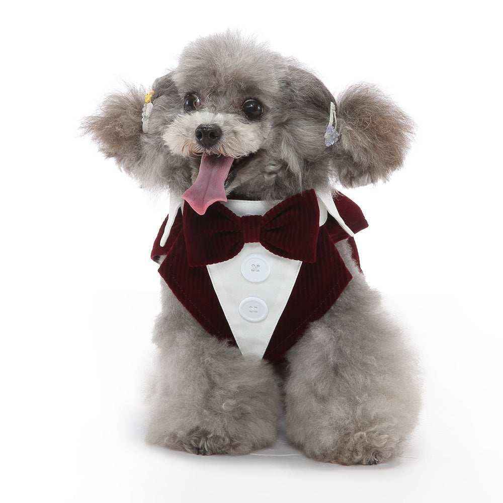Fluffy gray poodle wearing a burgundy tuxedo with bow tie, sitting with tongue out