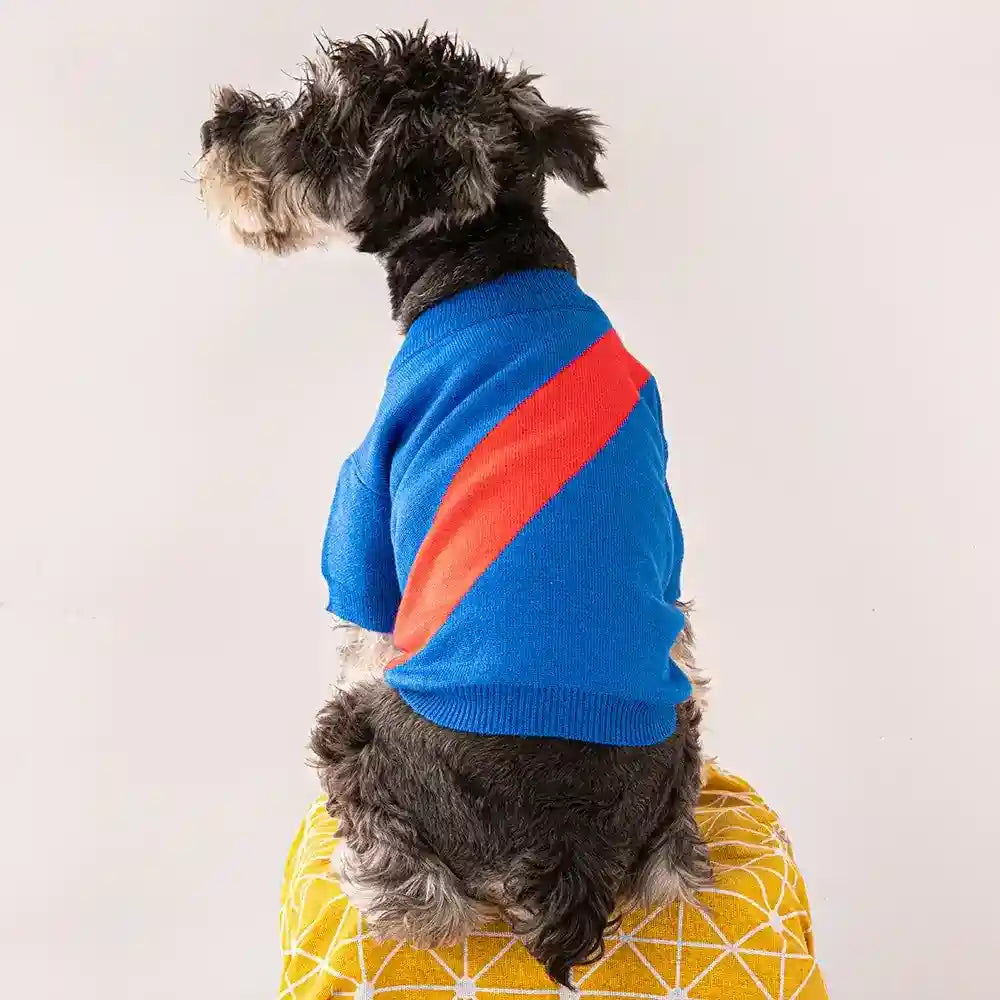 Small black dog wearing blue sweater with red diagonal stripe sitting on yellow patterned cushion