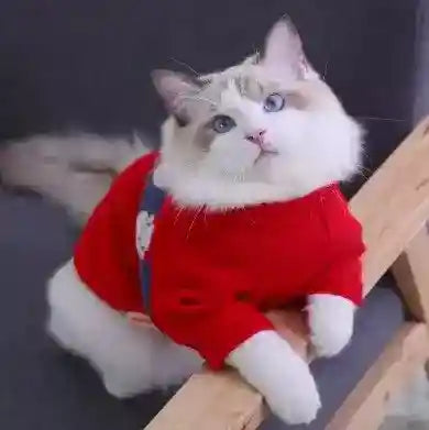 Maglione per Gatti "Pearl" – Comfort, Morbidezza e Stile! ✨ by Dog Moda