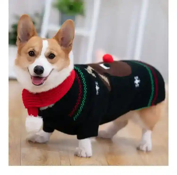 Happy corgi dog wearing a black Christmas sweater with reindeer design and a red scarf indoors