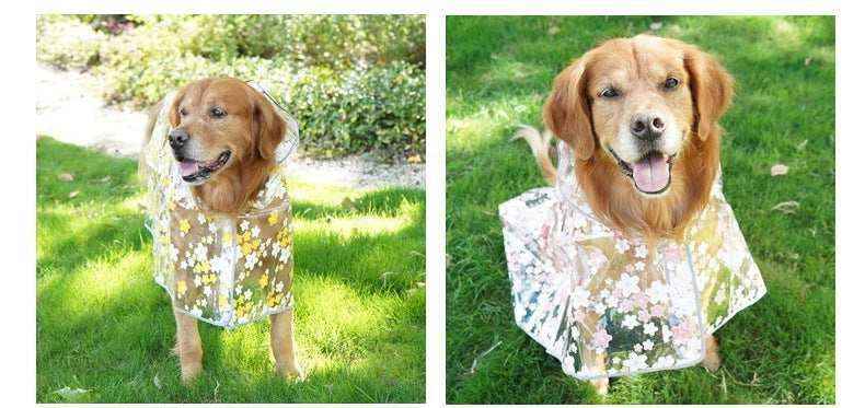 Golden retriever dog wearing transparent floral raincoat standing on green grass outdoors