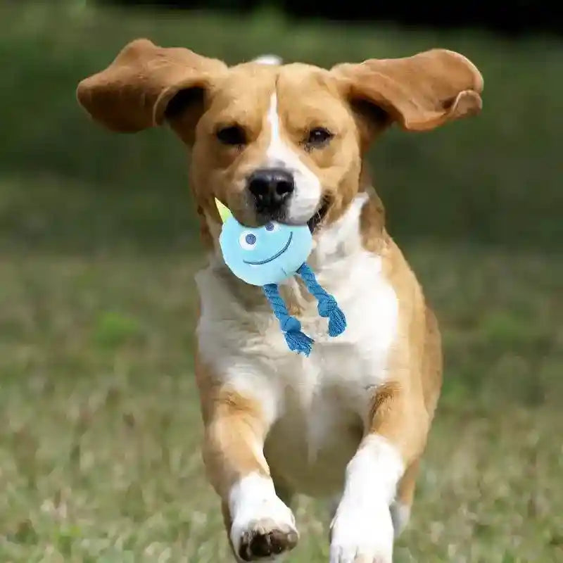 Brown and white dog running on grass with floppy ears, holding a blue smiling face toy in mouth