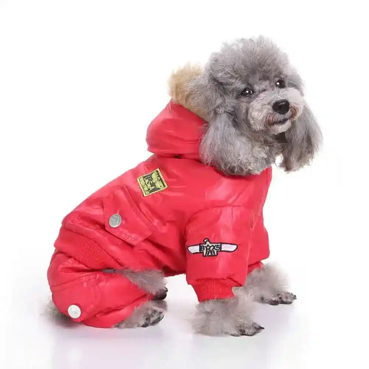 Gray poodle wearing a red padded dog winter jacket with hood and patches sitting on white background