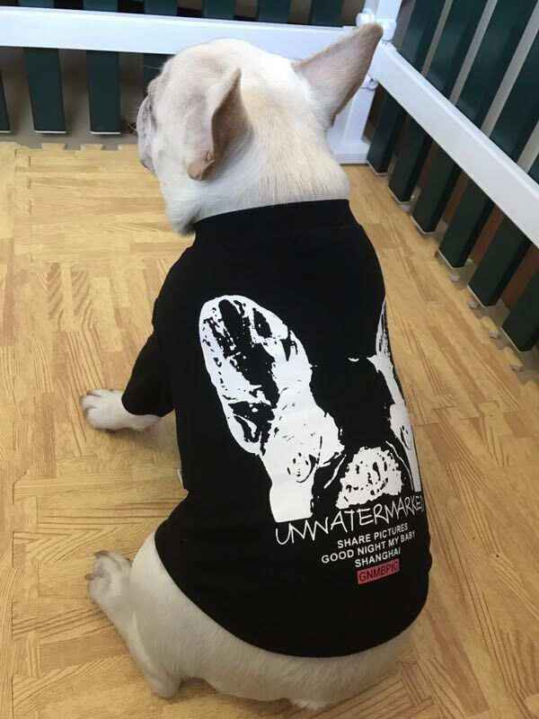 Maglia "Unwatermarked" per Bulldog Francese con Stampa Sul Dorso by Dog Moda