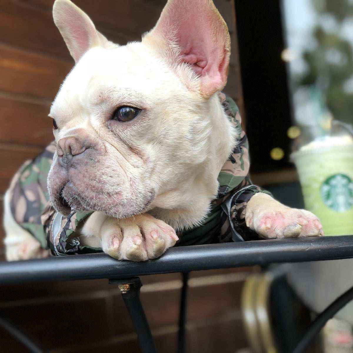 Impermeabile per cani e Bulldog francese riflettente "Manaus" by Dog Moda