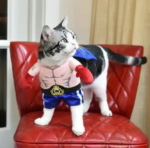 Costume Boxer Cani Gatti - Felpa Divertente con Guantoni by Dog Moda