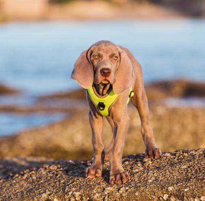 Pettorina Imbottita per Cani "Comfort Safe" - Dog Moda
