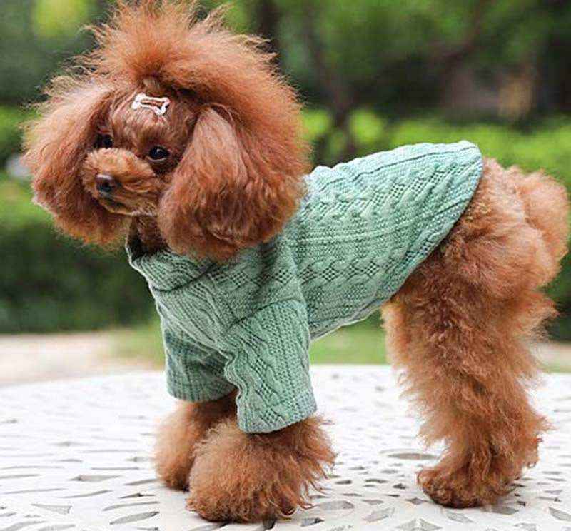 Small brown poodle wearing a green knitted sweater and a bone-shaped hair clip outdoors