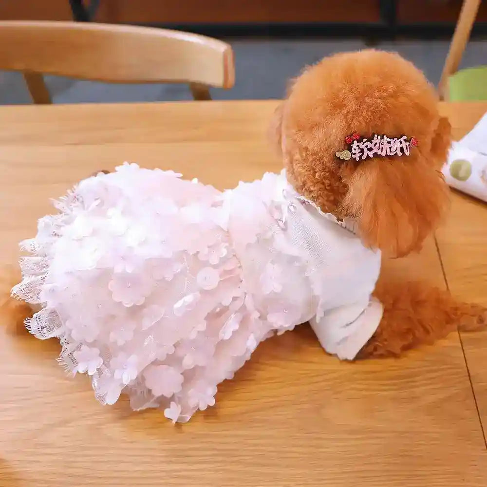 Small brown poodle wearing a pink floral lace dress and hair clip, lying on wooden table