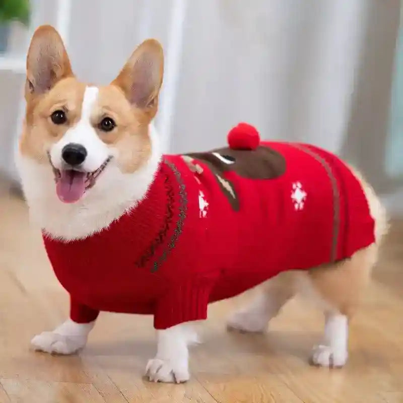 Happy corgi dog wearing a red Christmas sweater with a reindeer design indoors on wooden floor