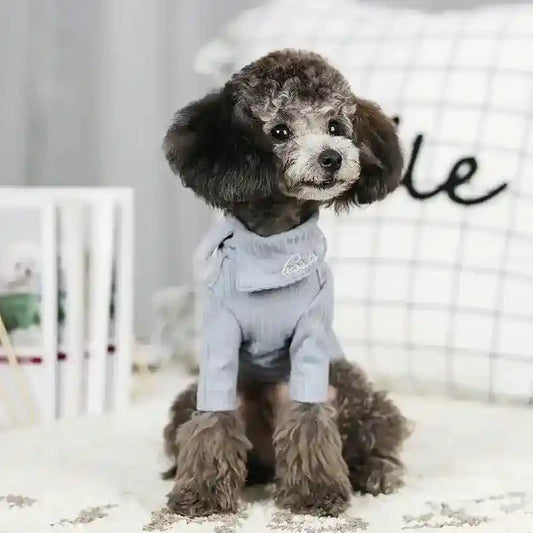 Small gray poodle wearing light blue sweater sitting on white carpet in modern room