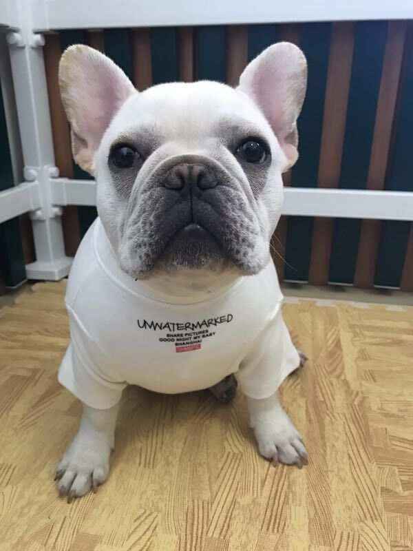 Maglia "Unwatermarked" per Bulldog Francese con Stampa Sul Dorso by Dog Moda