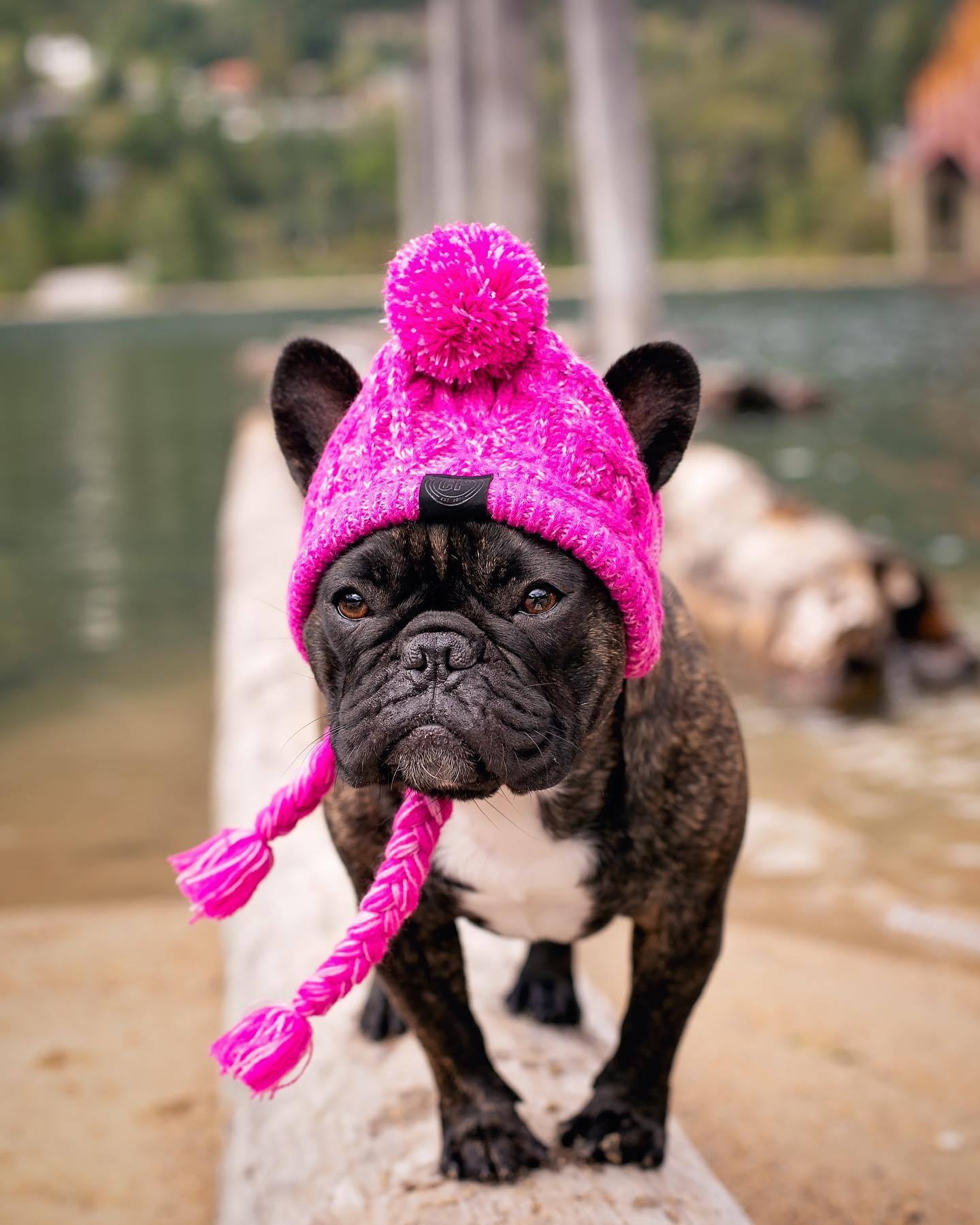 Cappello in Lana per Cani Piccola Taglia "Saint Moritz" - Eleganza e Comfort Invernale