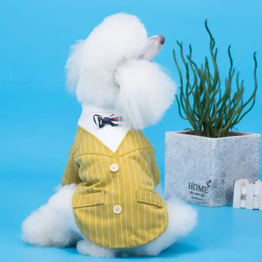 Abito elegante per cani con piccolo Papillon by Dog Moda