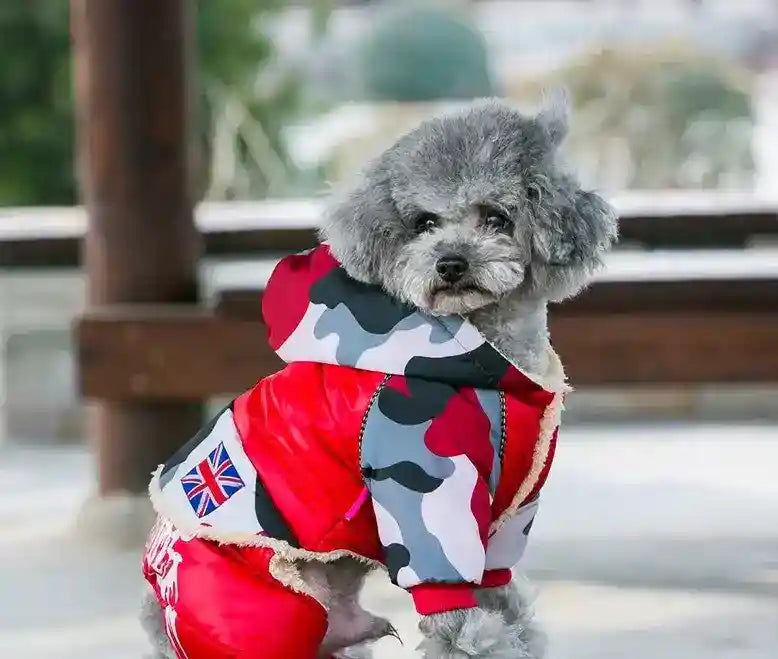Gray poodle dog wearing red and camouflage winter jacket with Union Jack patch outdoors