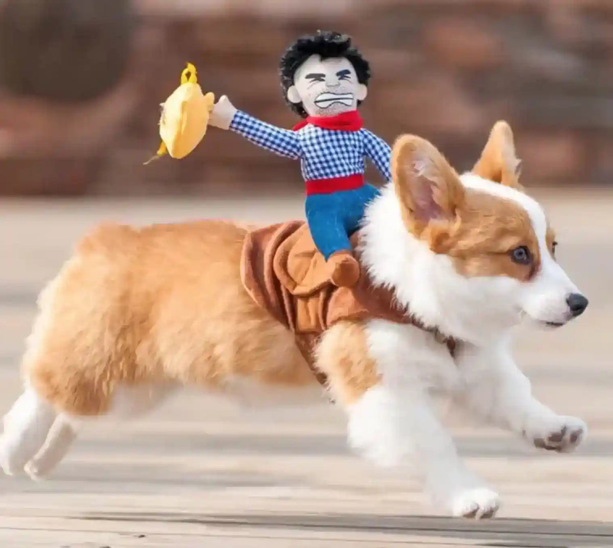 Corgi dog running with cowboy doll toy riding on its back in outdoor setting