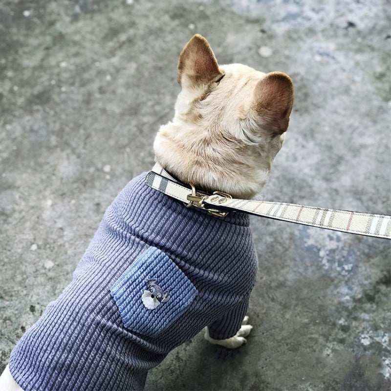 Small dog wearing a blue knitted sweater with a cute embroidered paw patch, on a light-colored leash on concrete