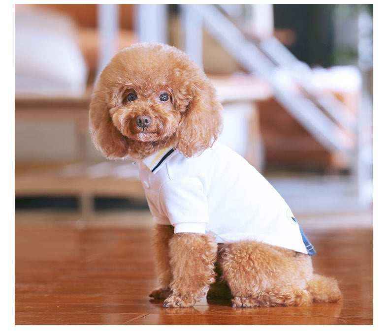 Small brown poodle wearing a white shirt sitting on wooden floor in a cozy indoor setting