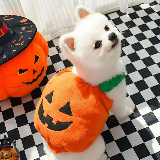 White dog wearing a plush pumpkin Halloween costume on black and white checkered floor