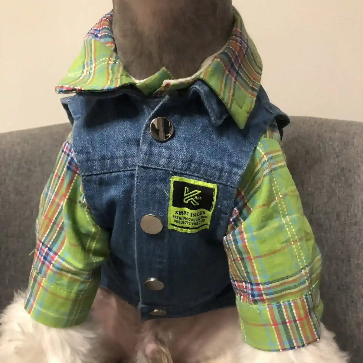 Dog wearing green plaid shirt with denim vest and metal buttons sitting on gray couch
