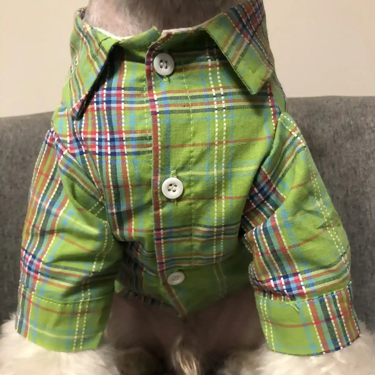Small dog wearing green plaid button-up shirt sitting on gray fabric surface