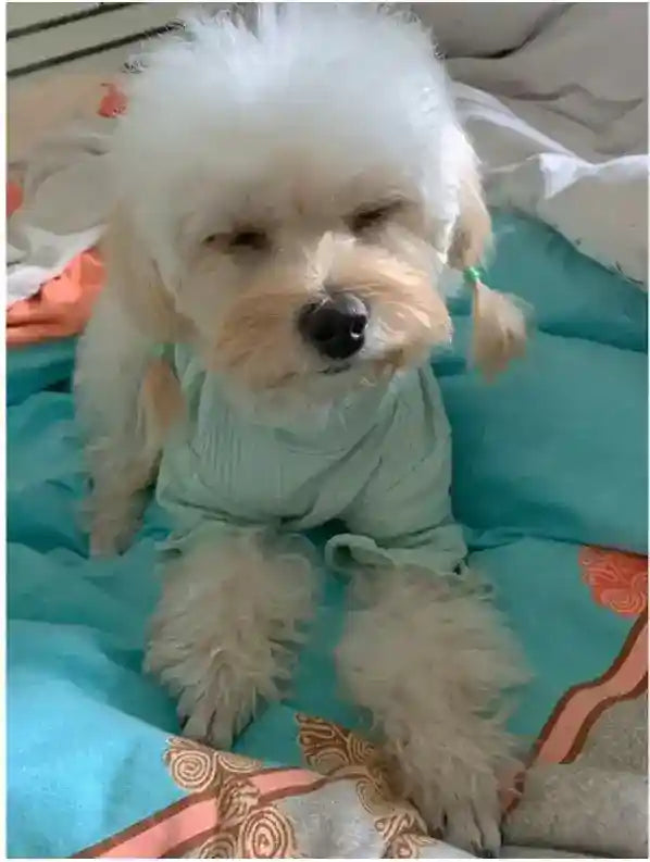 Maglietta per Cani Modello "Lilly" a Righe – Leggera, Traspirante ed Elasticizzata - Dog Moda