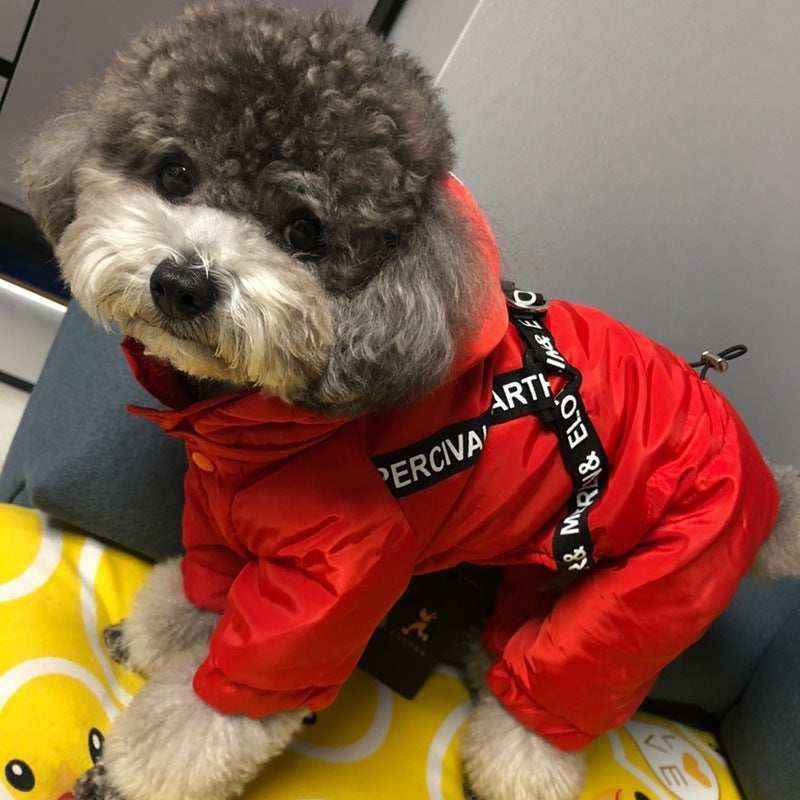 Curly gray and white dog wearing a red hooded jacket with black straps indoors on a yellow pillow