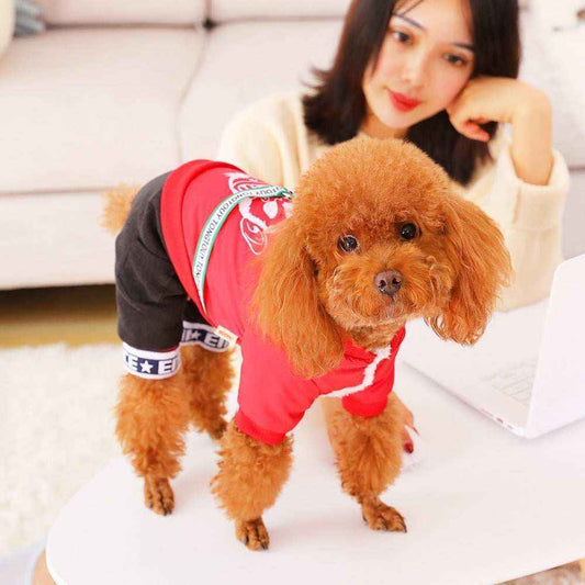 Cute brown poodle wearing red and black dog clothes on white table with woman in background
