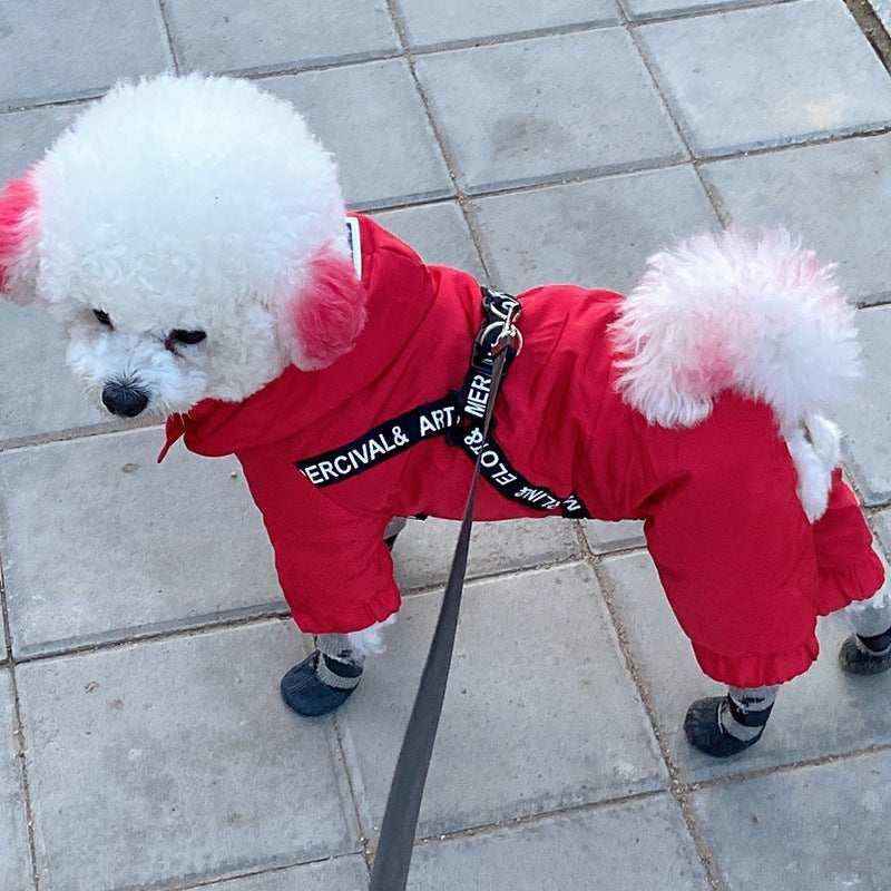 White poodle with dyed pink ears and tail wearing a red dog jumpsuit and black booties on a tiled sidewalk