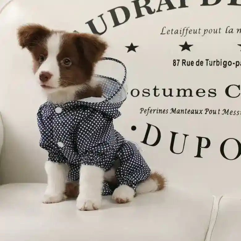 Brown and white puppy wearing navy blue polka dot raincoat sitting on white sofa with French text background
