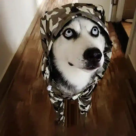 Husky dog with blue eyes wearing camouflage hoodie indoors on wooden floor