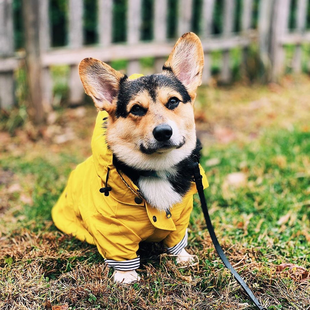 Impermeabile per cani e Bassotto "Hilo"