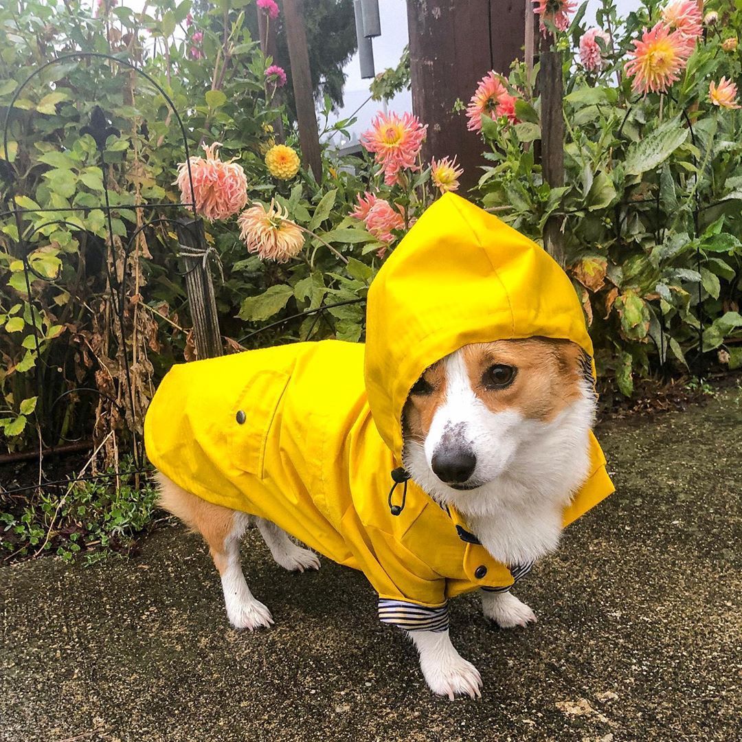 Impermeabile per cani e Bassotto "Hilo"