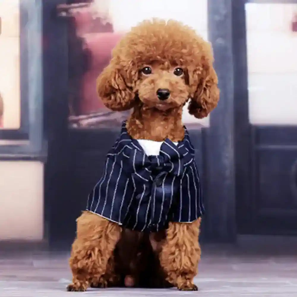 Vestito Gessato da cerimonia per cani - Hoopet by Dog Moda