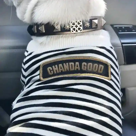 Small white dog wearing black studded leather collar and striped shirt with CHANDA GOOD patch