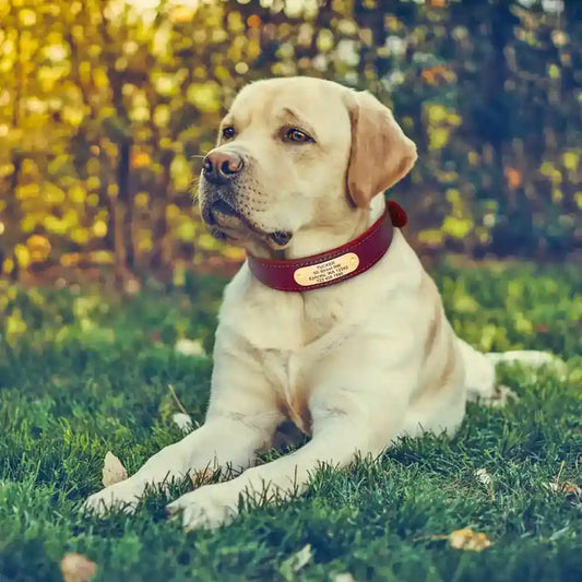 Collare in Cuoio Personalizzato con Targhetta per Cani Medi e Grandi by Dog Moda