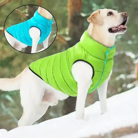 Yellow Labrador wearing green puffer dog jacket standing in snowy forest, inset shows blue jacket