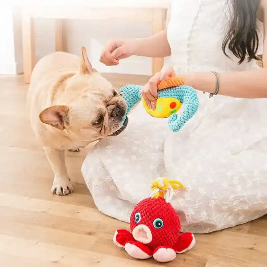 French bulldog tugging blue and yellow plush toy held by person in white dress sitting on wooden floor