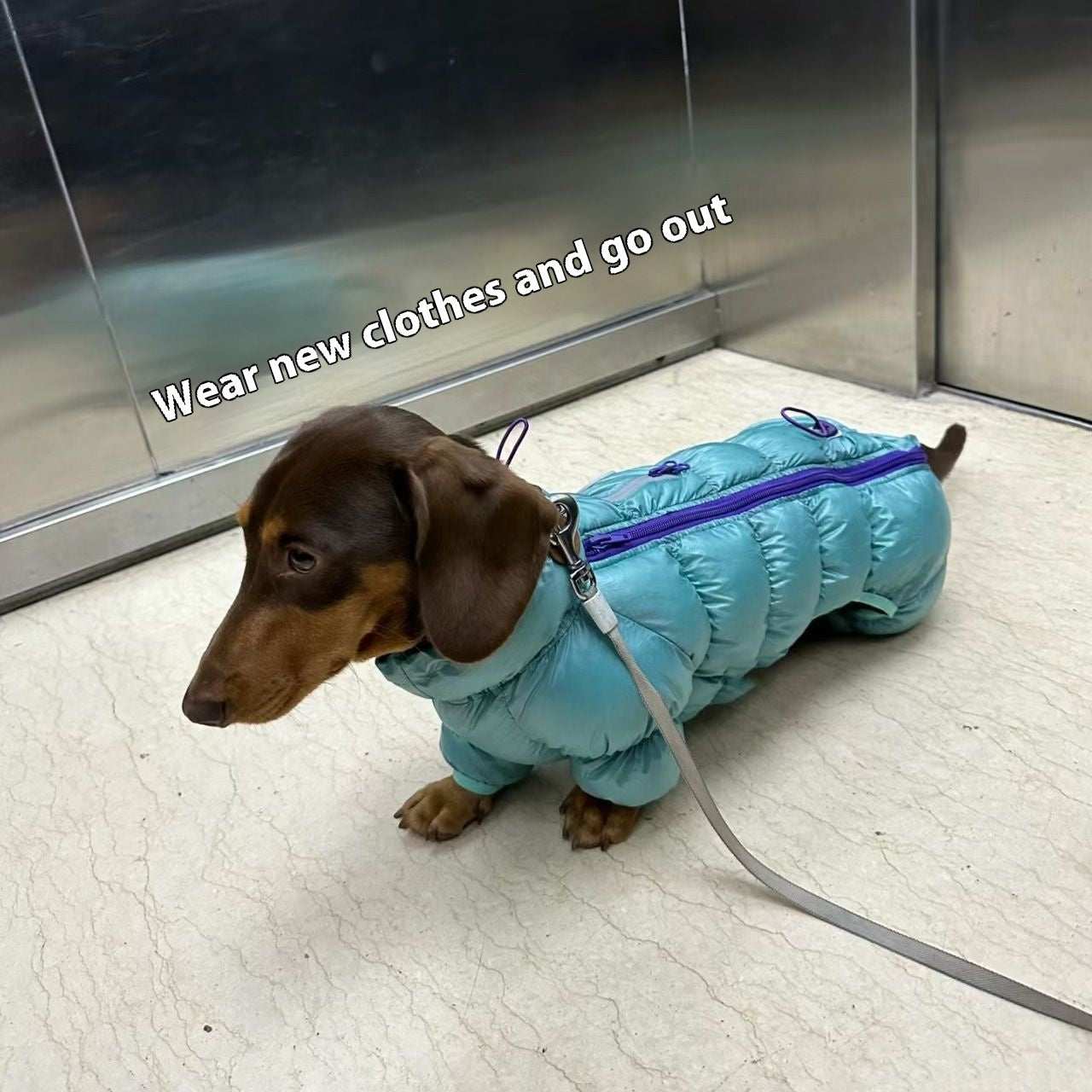 Dachshund Down Jacket "Balto" Model - Comfort and Style for Your Four-Legged Friend