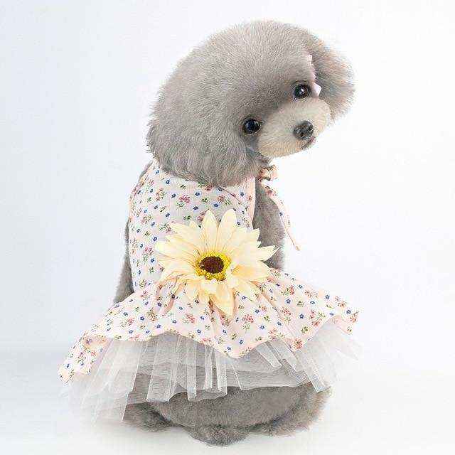 Gray toy poodle wearing a floral dress with a large yellow sunflower accessory on a white background