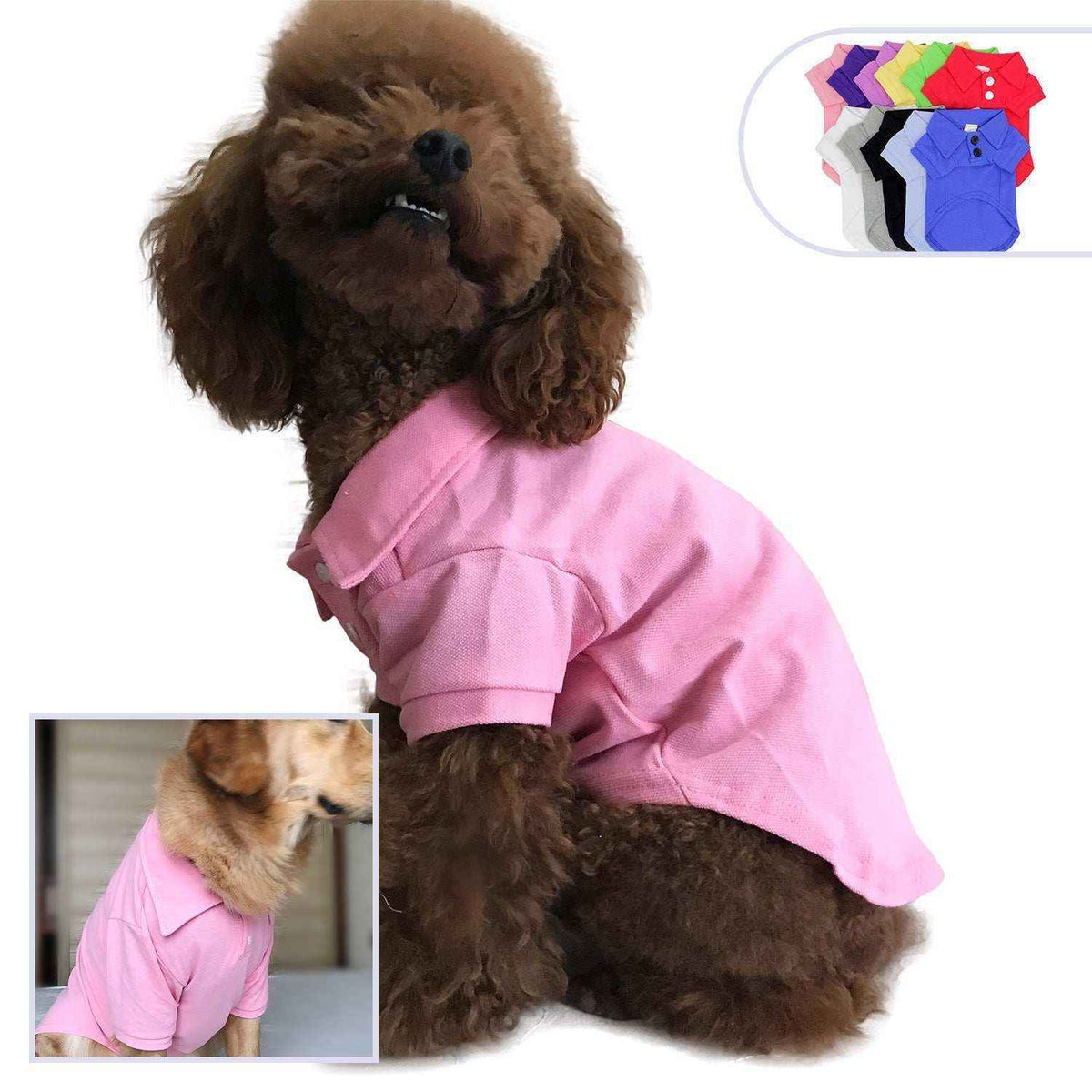 Curly brown dog wearing a pink polo shirt, inset image shows golden dog in the same pink shirt, plus colorful dog clothes