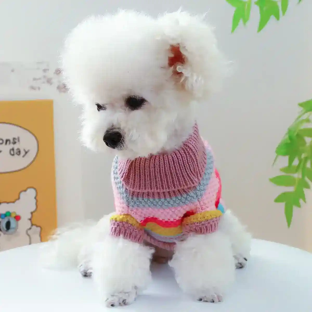 Fluffy white poodle wearing a colorful striped knitted sweater sitting on a white surface indoors