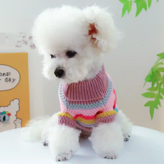 Fluffy white poodle wearing a colorful striped knitted sweater sitting on a white surface indoors