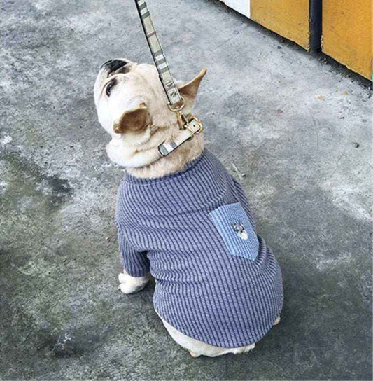 Small white dog wearing a blue striped sweater with a front pocket, sitting on concrete floor