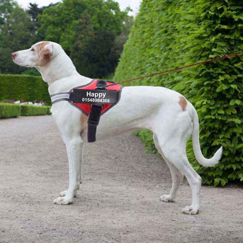 Pettorina per Cani Personalizzabile