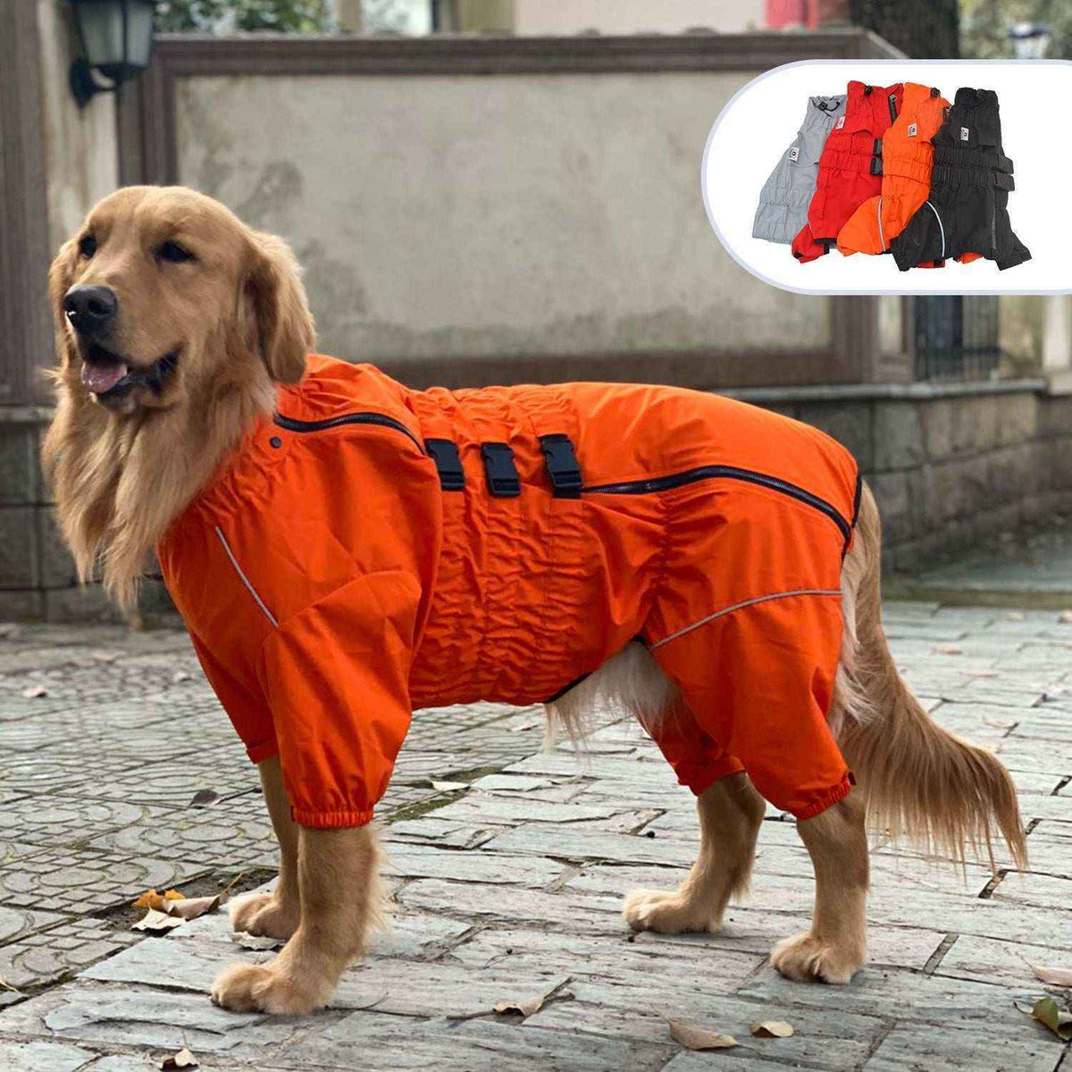 Golden retriever wearing an orange waterproof dog raincoat outdoors with inset showing raincoat colors