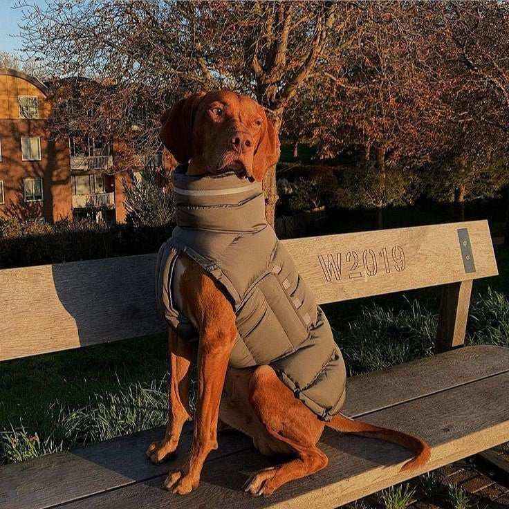 Piumino per cani imbottito antivento "Woom" by Dog Moda