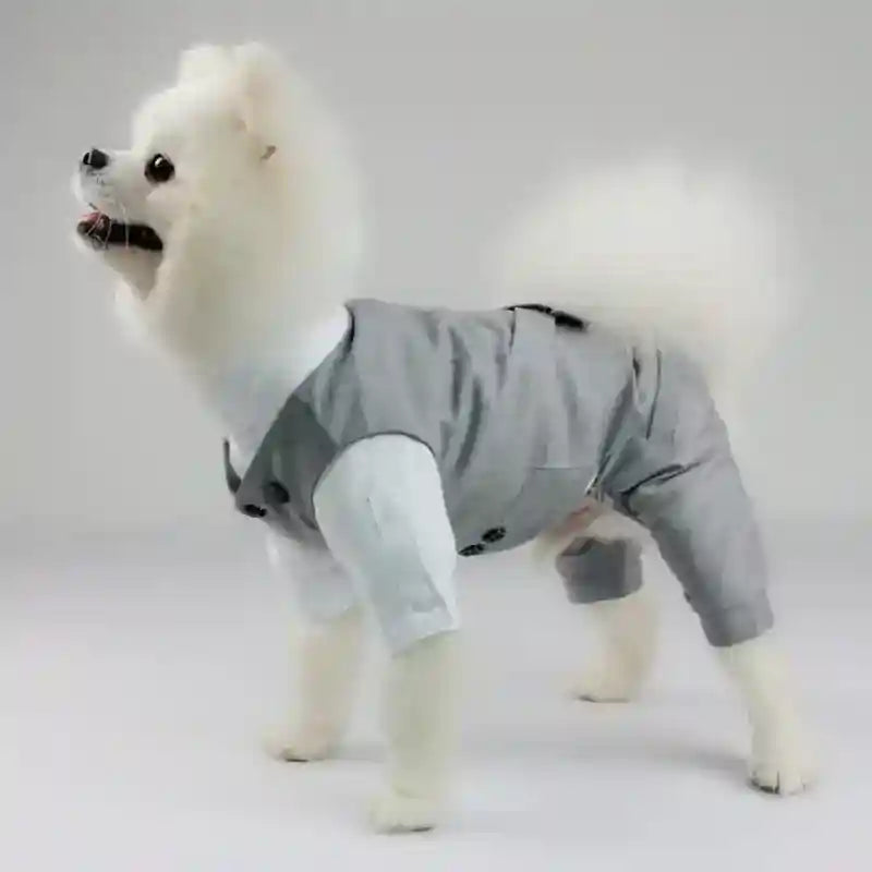 White Pomeranian dog wearing a gray and white formal pet suit on a light gray background